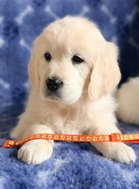 Cucciolata Golden Retriever certificata ENCI