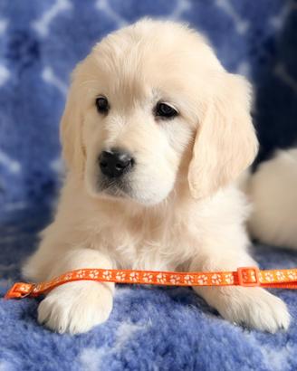 Cucciolata Golden Retriever certificata ENCI