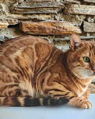 Maschio bengala 4 anni intero