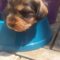 Cucciole Bassotto Nano p/d
