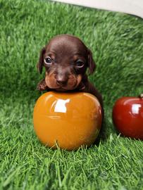 Bassotto Kaninchen Nano Pedigree ENCI cuccioli