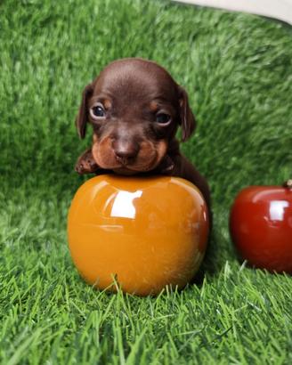 Bassotto Kaninchen Nano Pedigree ENCI cuccioli
