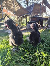 Coppia moroseta nera picchiettata