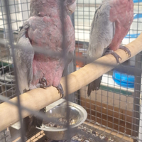 Cacatua Mollucche ,Rosecapilla,ledbeater