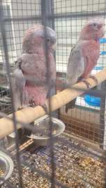 Cacatua Mollucche ,Rosecapilla,ledbeater