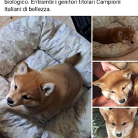 Shiba inu