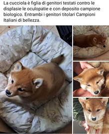 Shiba inu