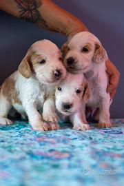 Splendidi cuccioli di cocker spaniel inglese