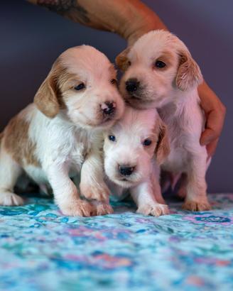 Splendidi cuccioli di cocker spaniel inglese