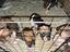 Immagine 6