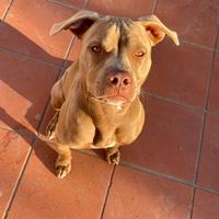 Pitbull red nose per accoppiamento