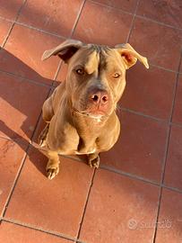 Pitbull red nose per accoppiamento