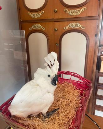 Cacatua Alba