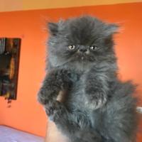 Gattino persiano blu