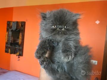 Gattino persiano blu
