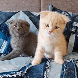 Cuccioli Scottish fold e Scottish straight