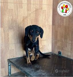 SCOOBY hai solo 1 anno