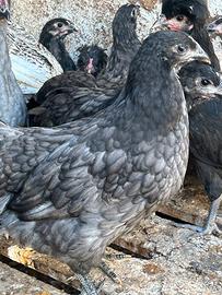 Galline australop