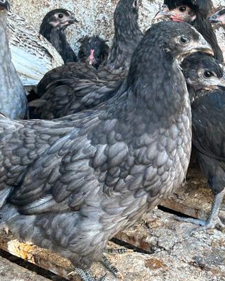 Galline australop