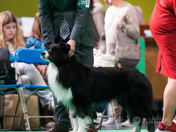 Border Collie per monta