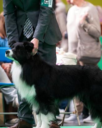 Border Collie per monta