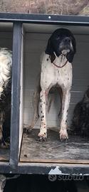 Pointer maschio