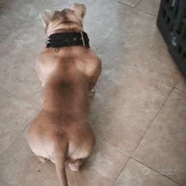 American bully exotic