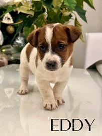 Una Splendida Cucciolata di Jack Russell Terrier