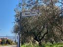 terreno-agricolo-a-montalto-uffugo-taverna