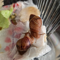 Cuccioli chiocciola Lissachatina fulica