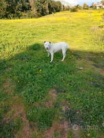 Cucciola di 7 mesi Amstaff