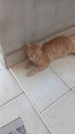 Animali domestici