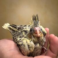 Pappagalli calopsite pulli baby imbecco