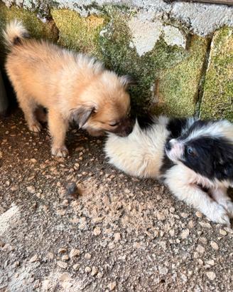 Cuccioli di volpino spriz