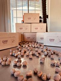 Igrometro per umidità delle nocciole - igrotop