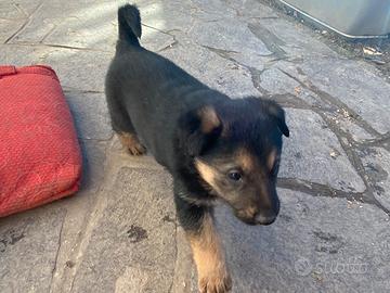 Cuccioli di pastore tedesco