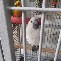 Cacatua aba allevato a mano