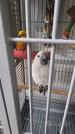 Cacatua aba allevato a mano