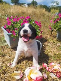 Splendidi cani meticci, mamma springer