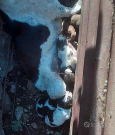 Nata una nuova cucciolata saranno pronti per metà