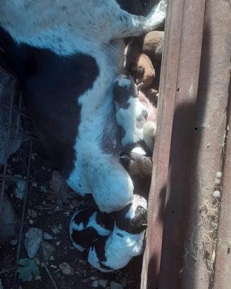 Nata una nuova cucciolata saranno pronti per metà