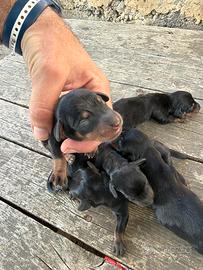 Cuccioli di bassotto nano/kaninchen