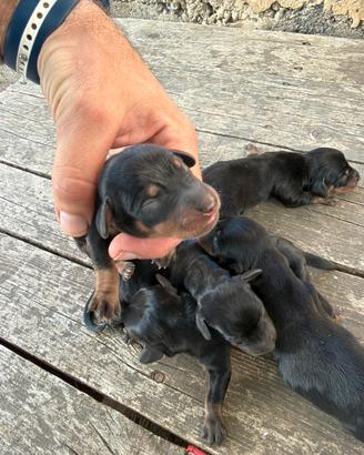Cuccioli di bassotto nano/kaninchen