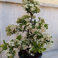 Bonsai prebonsaai Piracanta