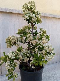 Bonsai prebonsaai Piracanta
