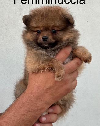 Spitz tedesco nano femmina