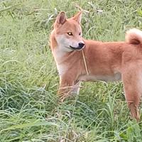 Shiba inu