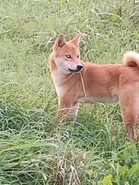 Shiba inu