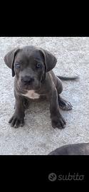 Cani Corso