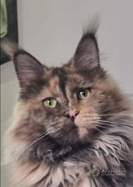 Maine Coon